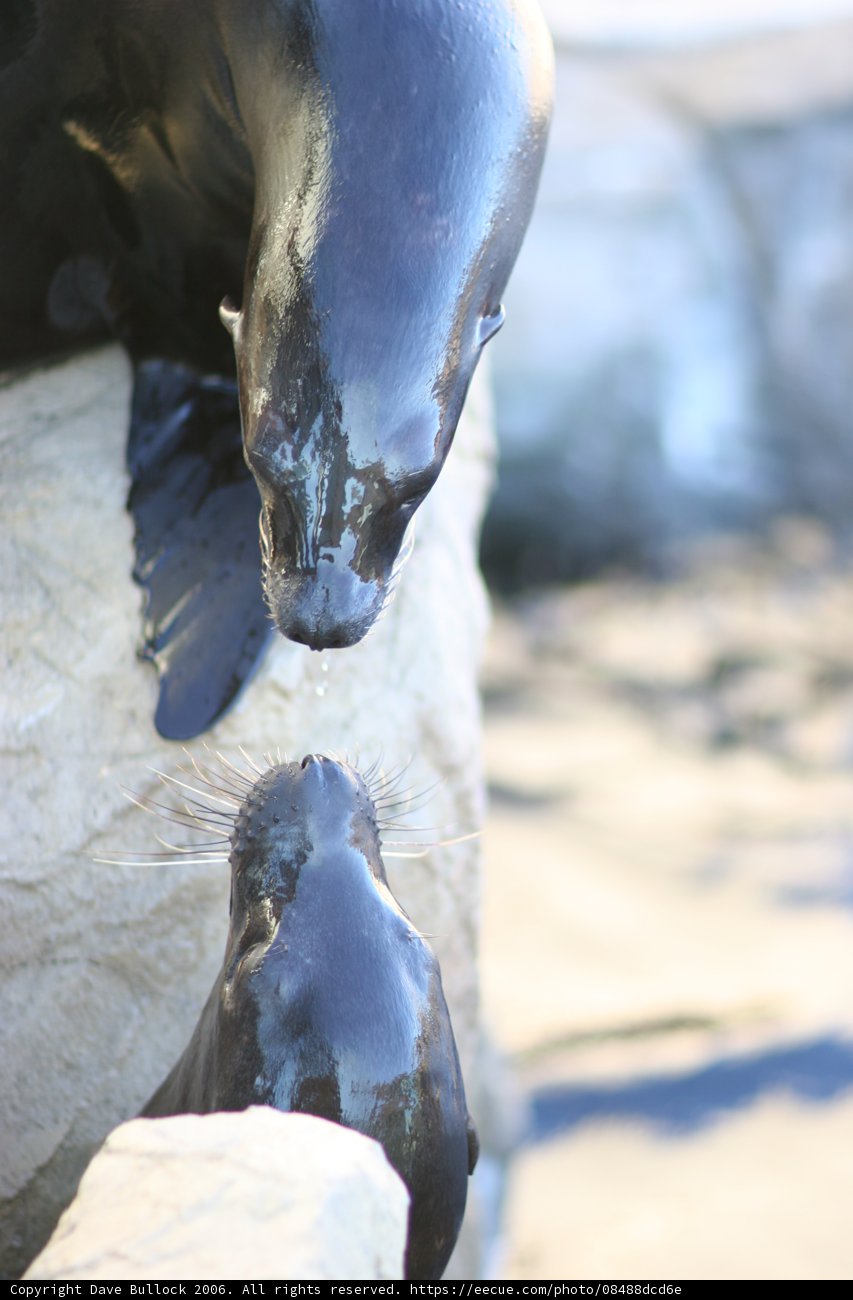Playful Sea Lions