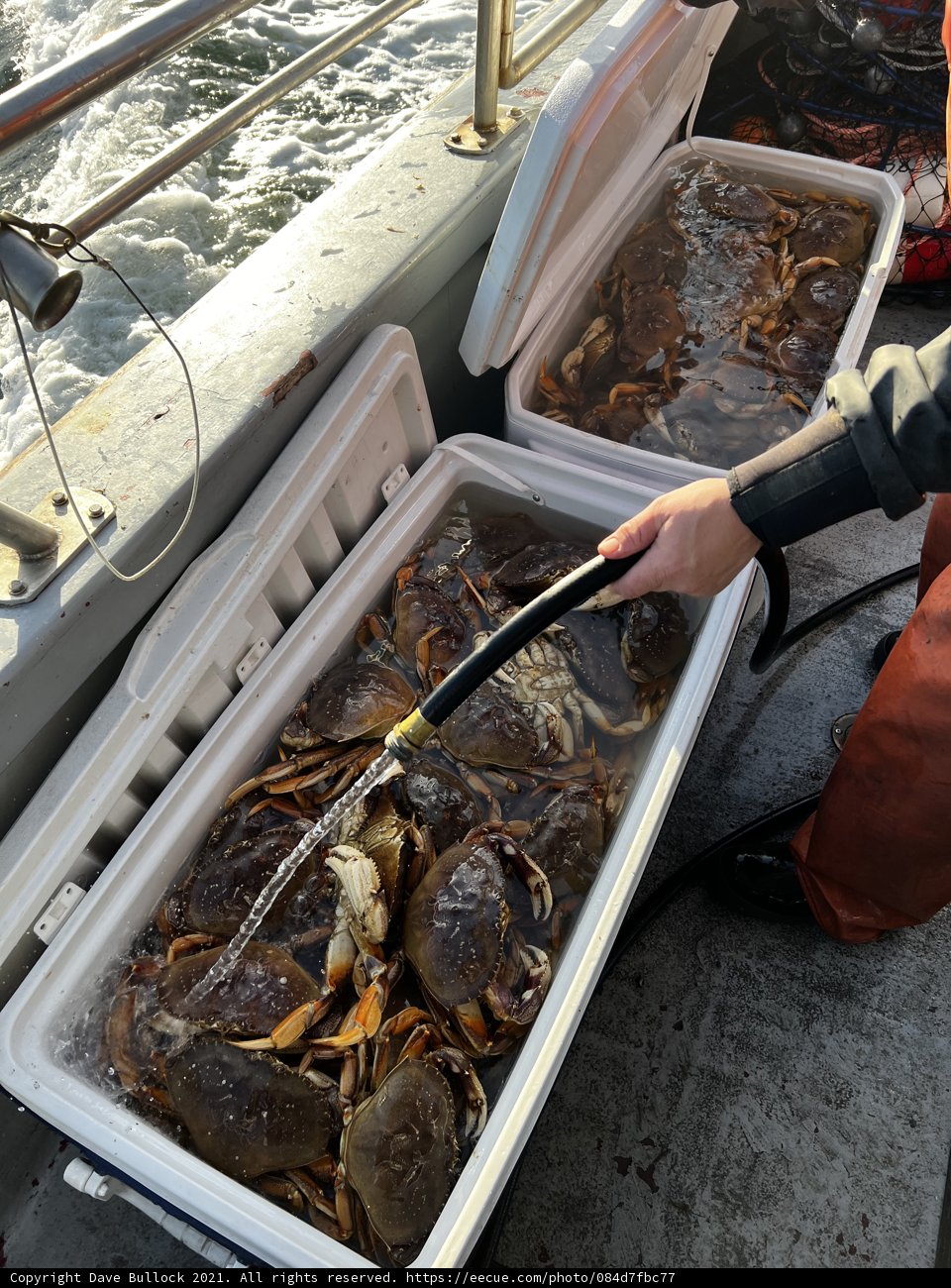 Fresh Catch on the High Seas