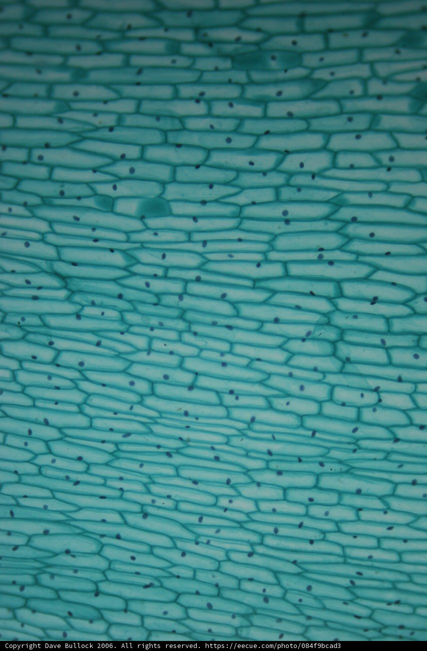 Turquoise Texture of a Cell Wall