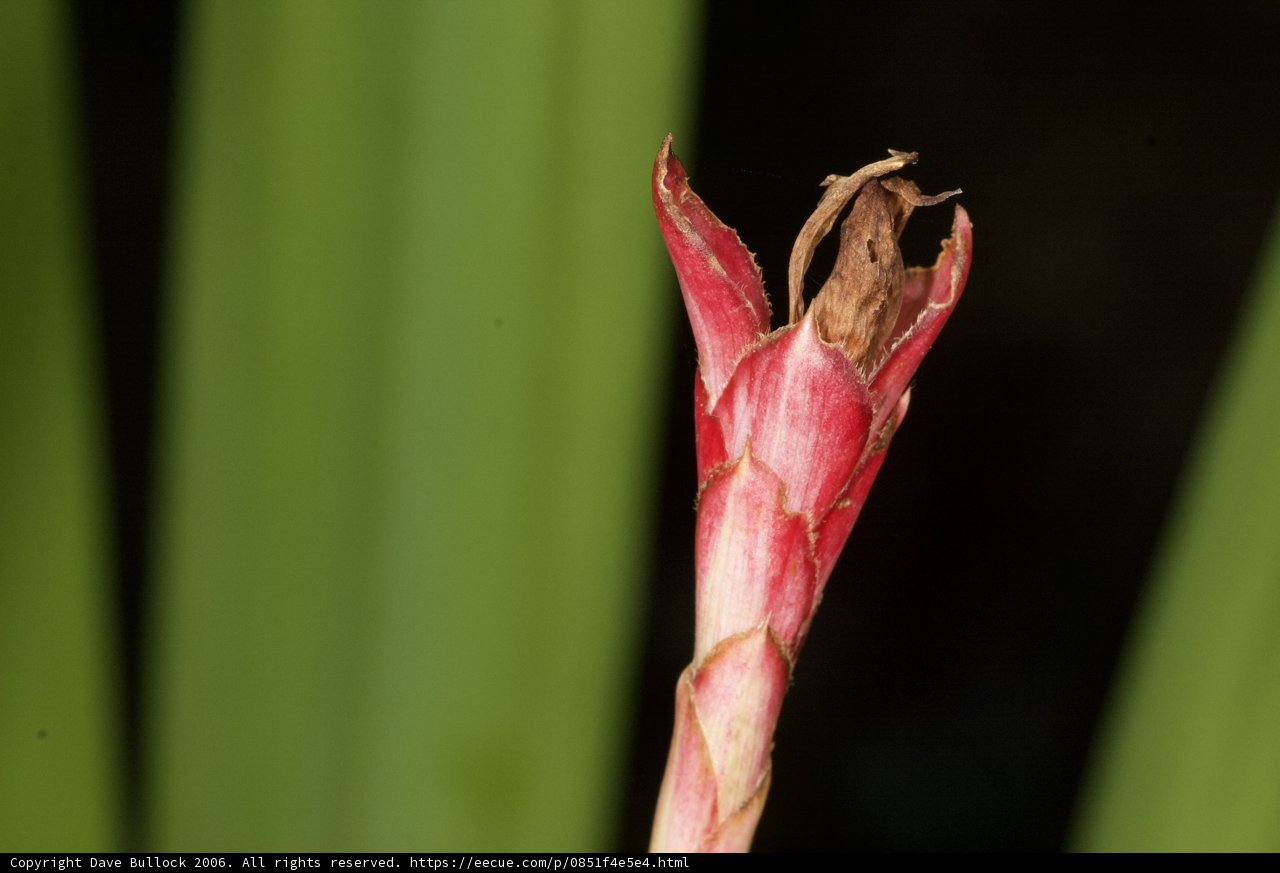 Bud of Acanthaceae Flower