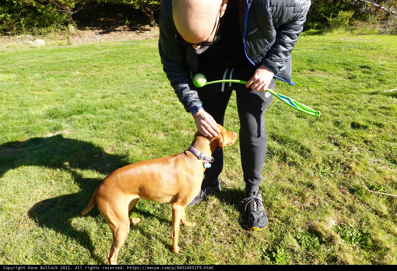 Enjoying a Green Toy with Man's Best Friend