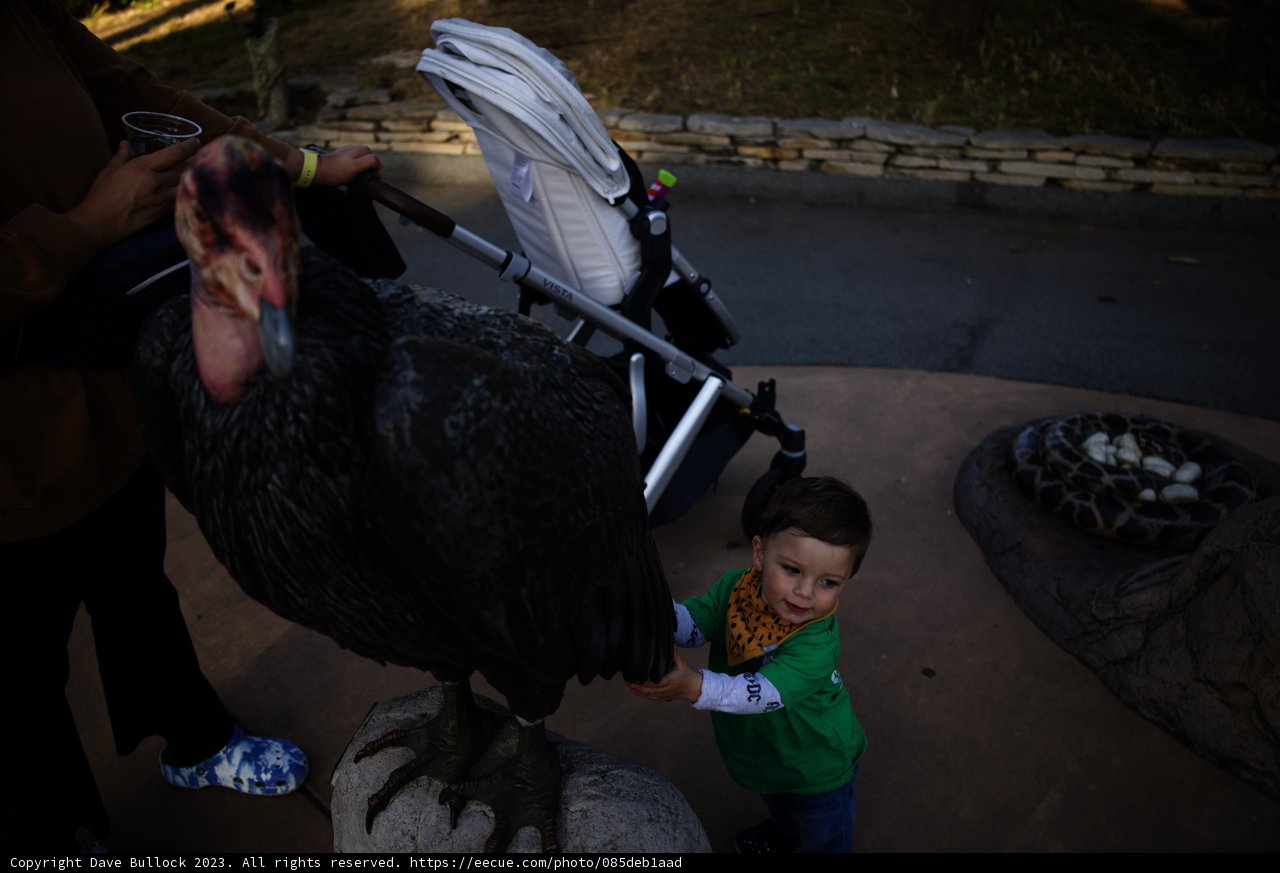 Feathered Friends in Delores Park