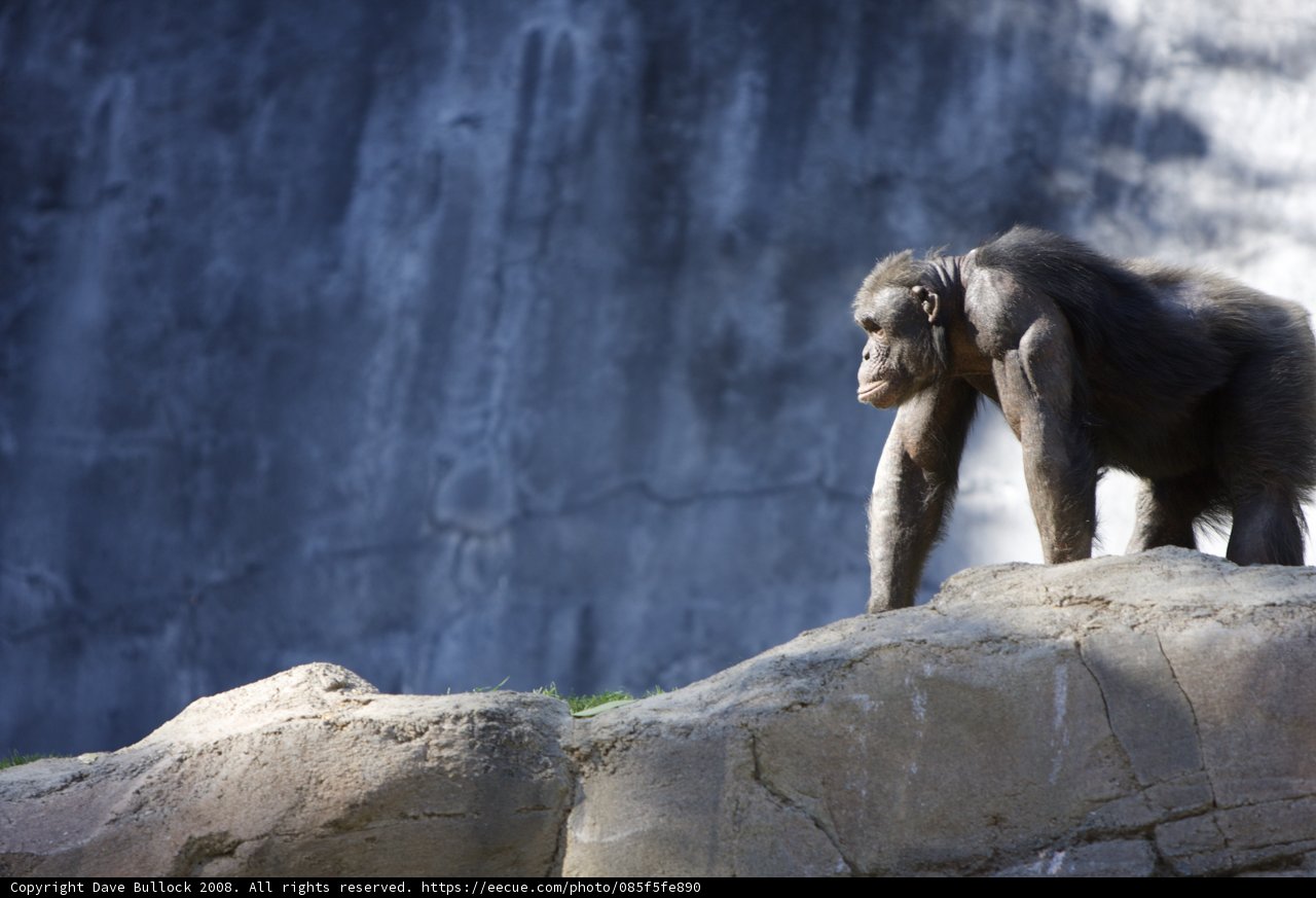 King of the Rocks