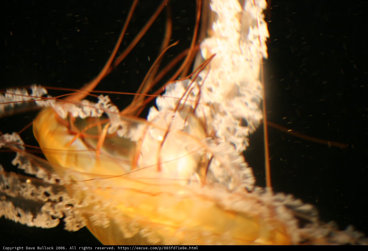 Graceful Jellyfish