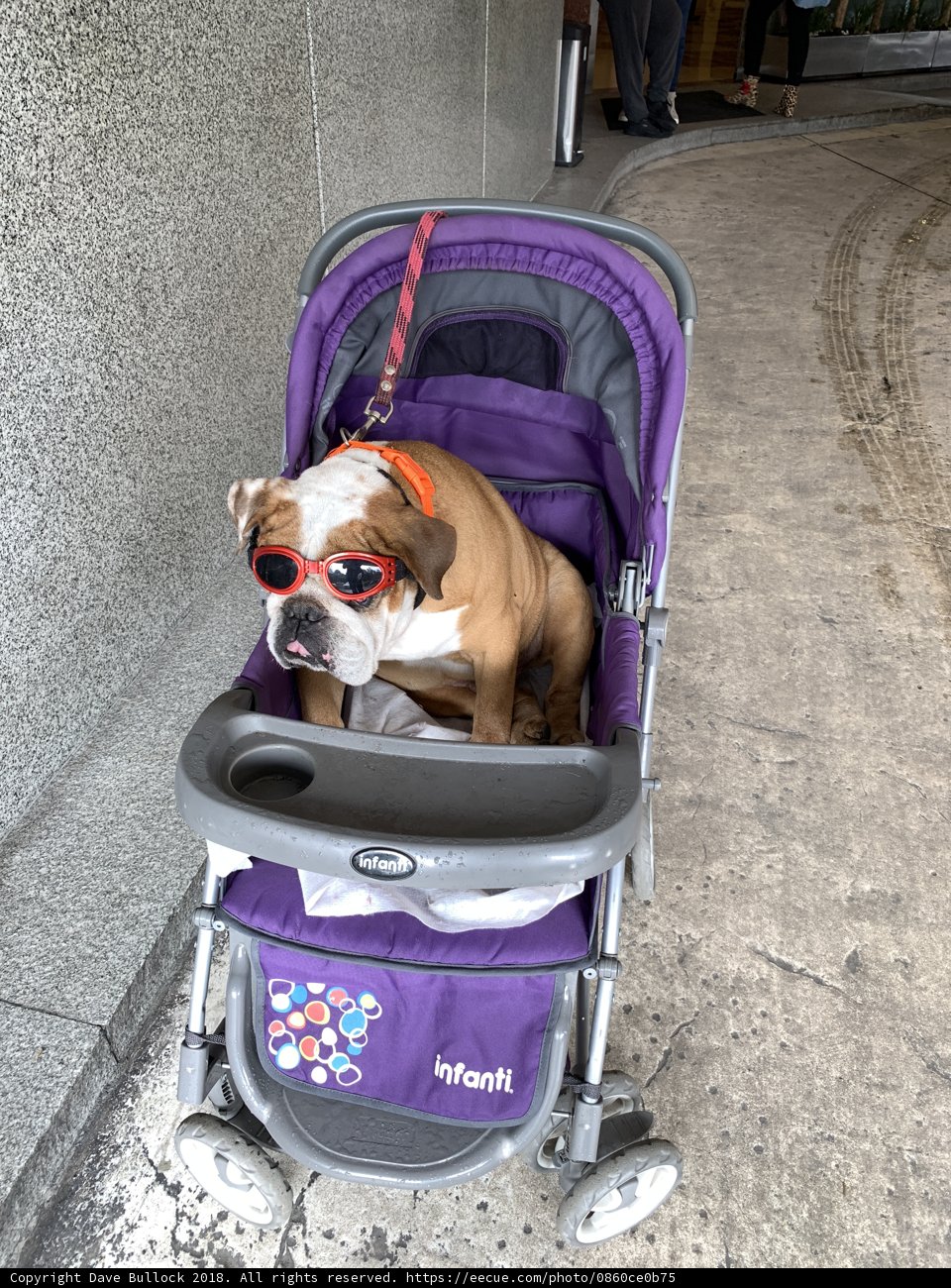 Doggo's Joy Ride