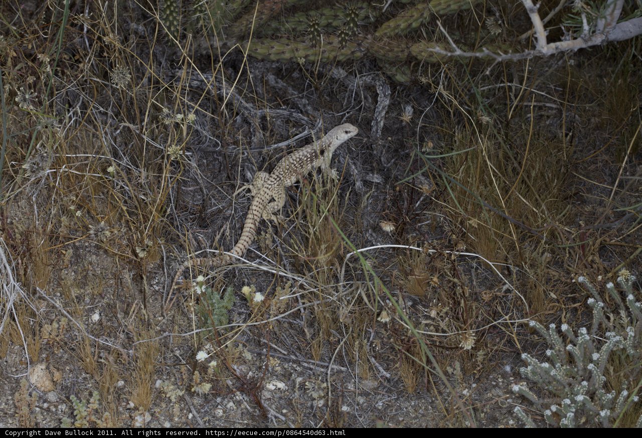 Lizard Among the Anza Flowers