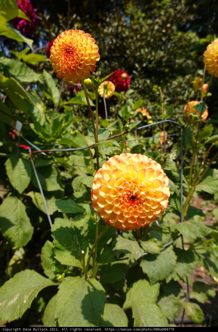 Blooming Beauty