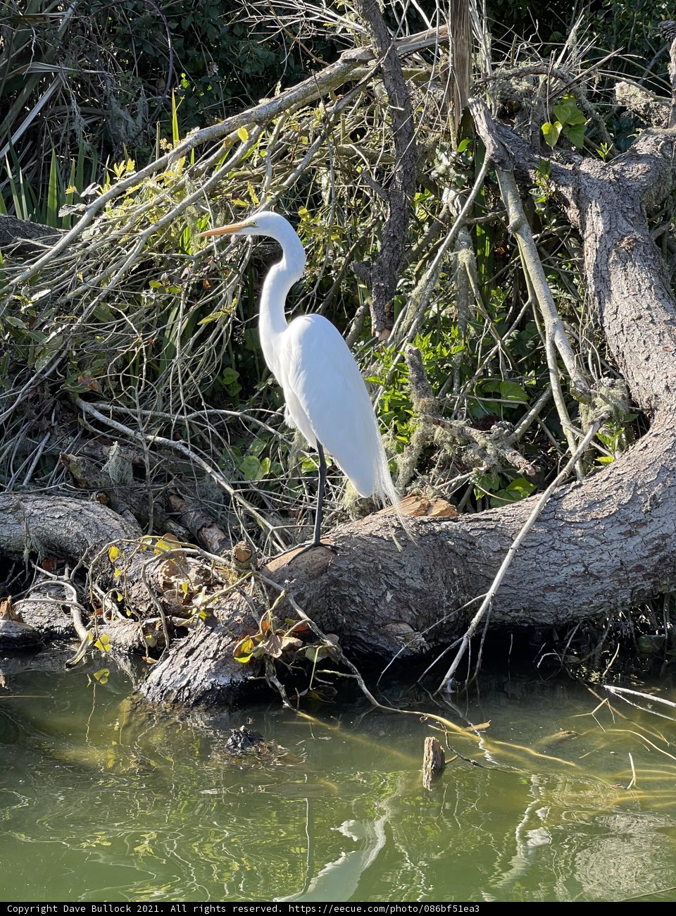 Graceful Heron on a Fallen Branch