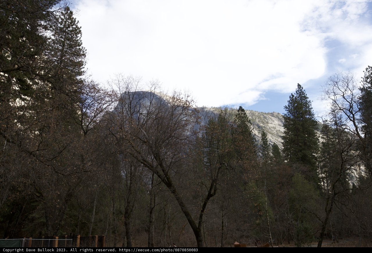 Conifer Majesty of Yosemite, 2023