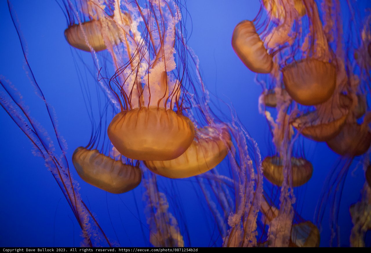 Mesmerizing Dance of the Jellyfish