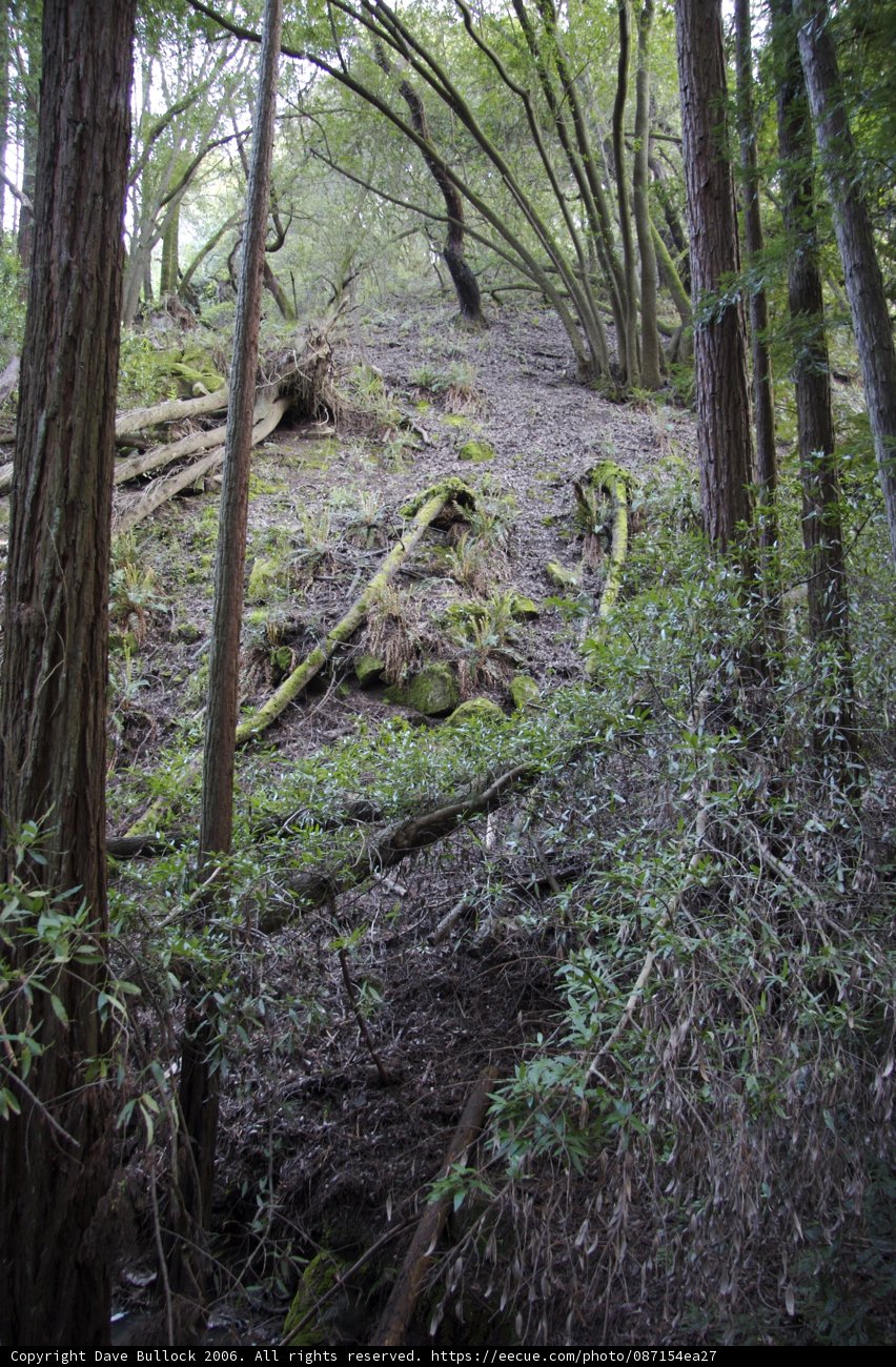 Trail in the Redwood Grove