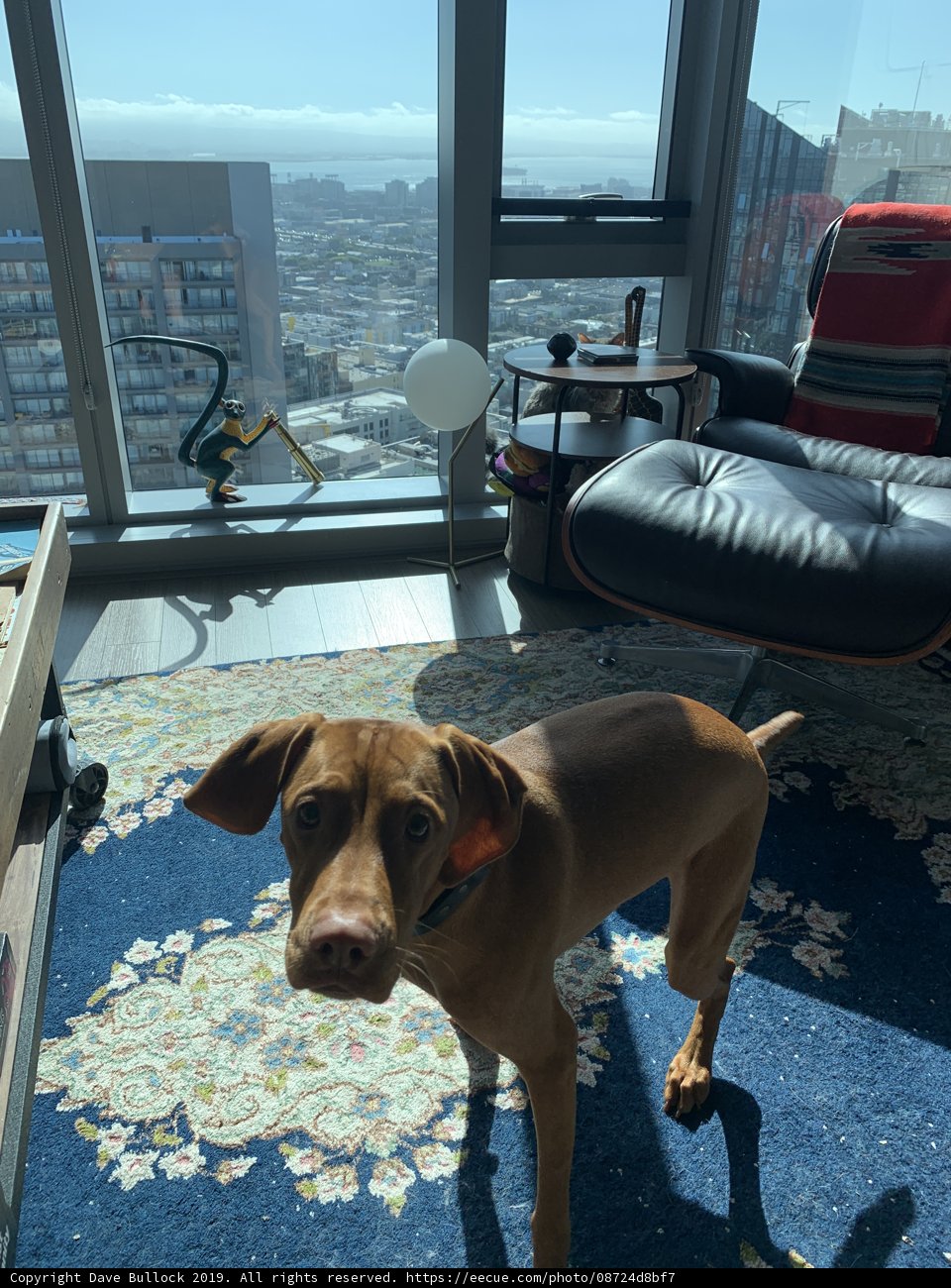 City Pup's Perfect View