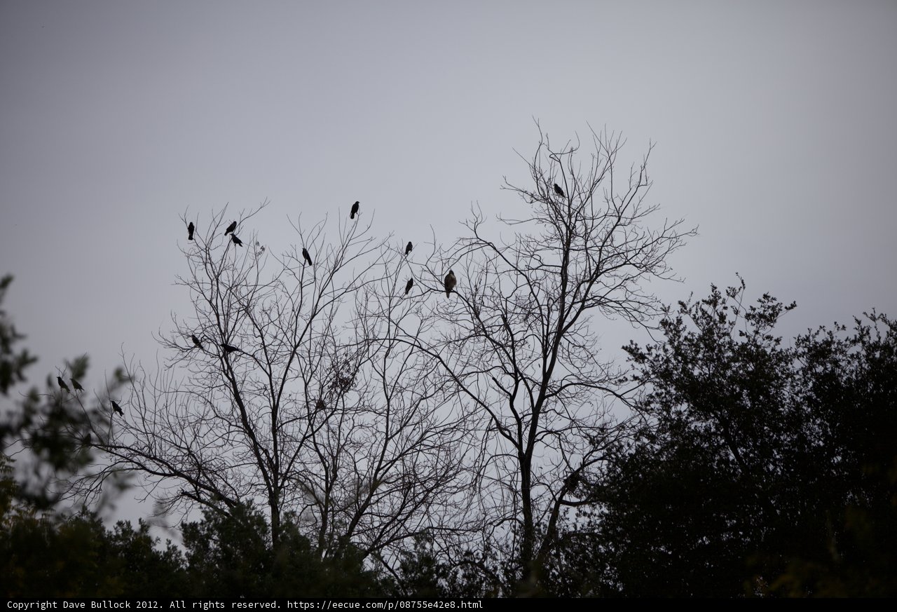 A Flock of Blackbirds in Silhouette
