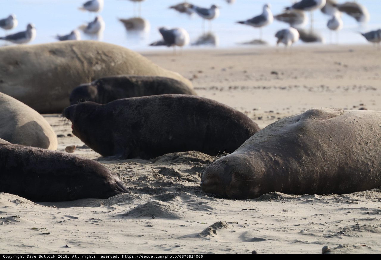 Elephant Seals Resting on Drakes Beach at Low Tide