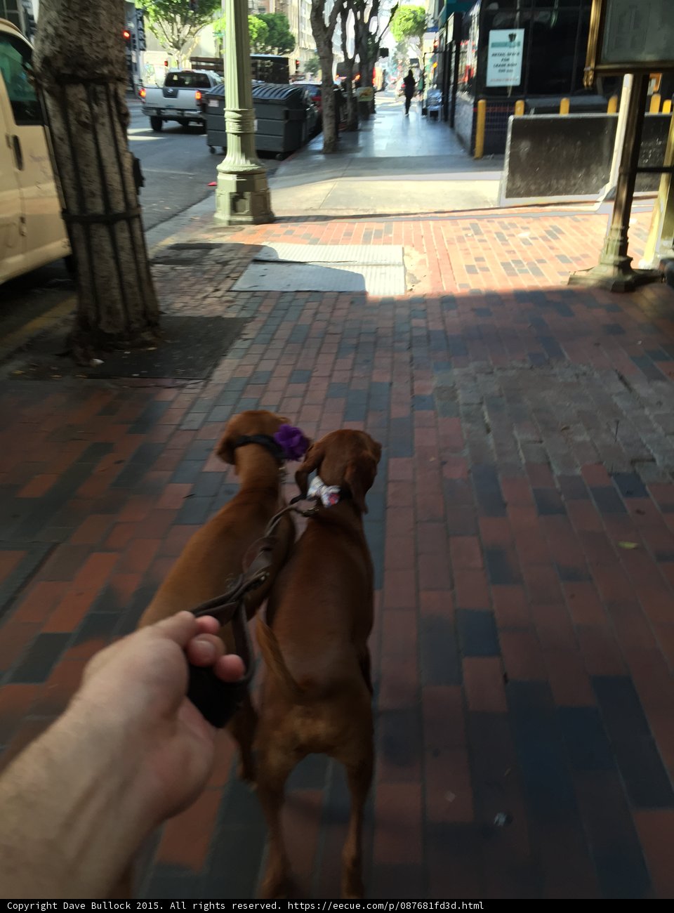 Walking the Vizslas