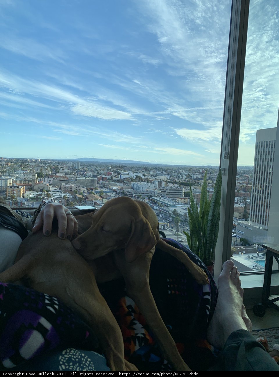 City Snuggles