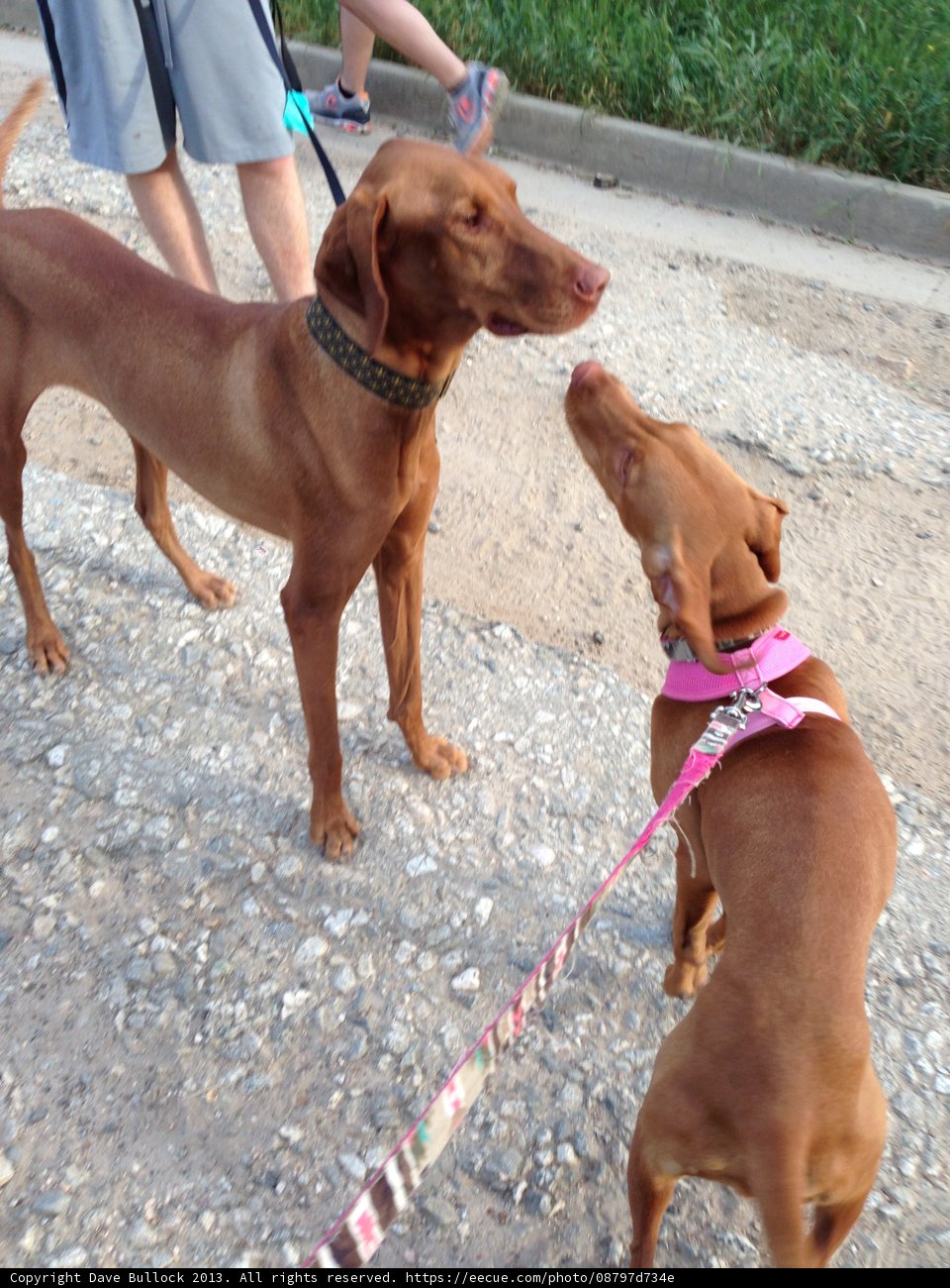 Two Dogs Enjoying a Walk in Angeles National Forest