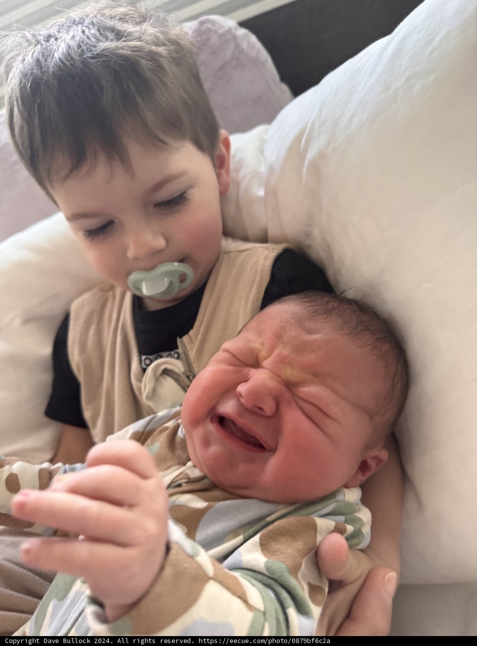 Sibling Serenity and Newborn Adventures