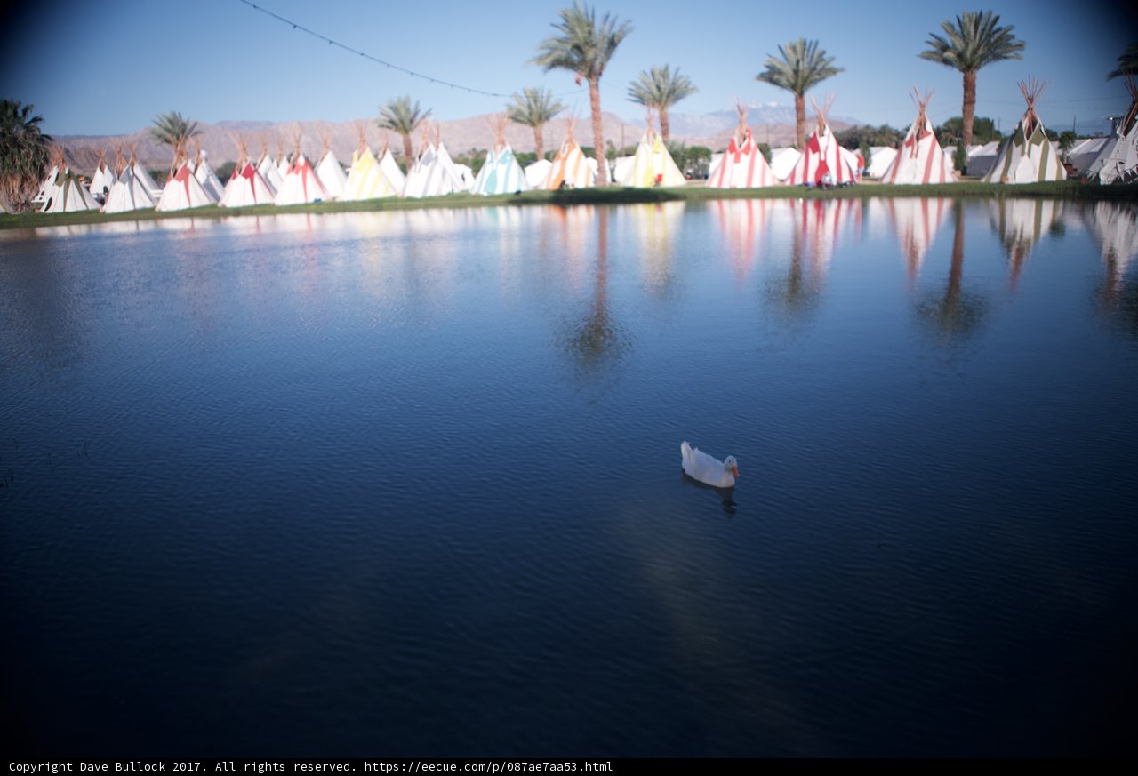 White Duck Floats Among Tents by the Lake