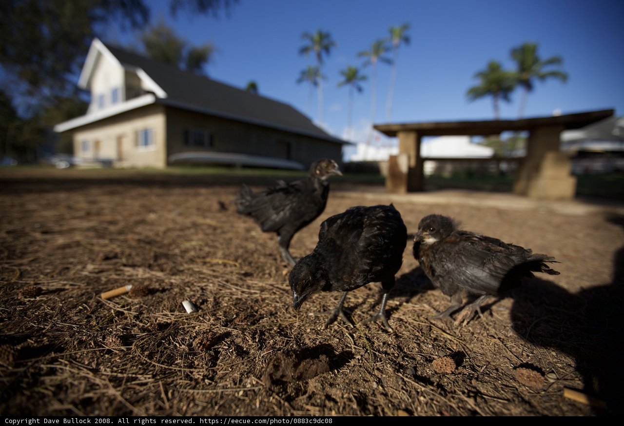 Three Chickens Exploring their Shelter