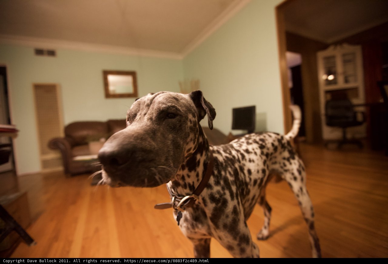 Dalmatian Takes Over Living Room