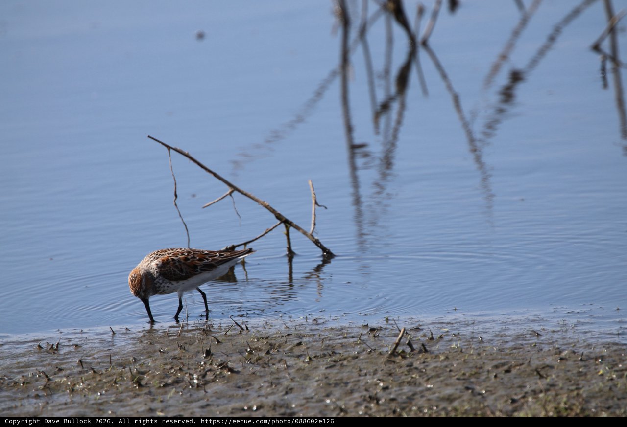 Least Sandpiper Foraging in Shallow Wetland Waters