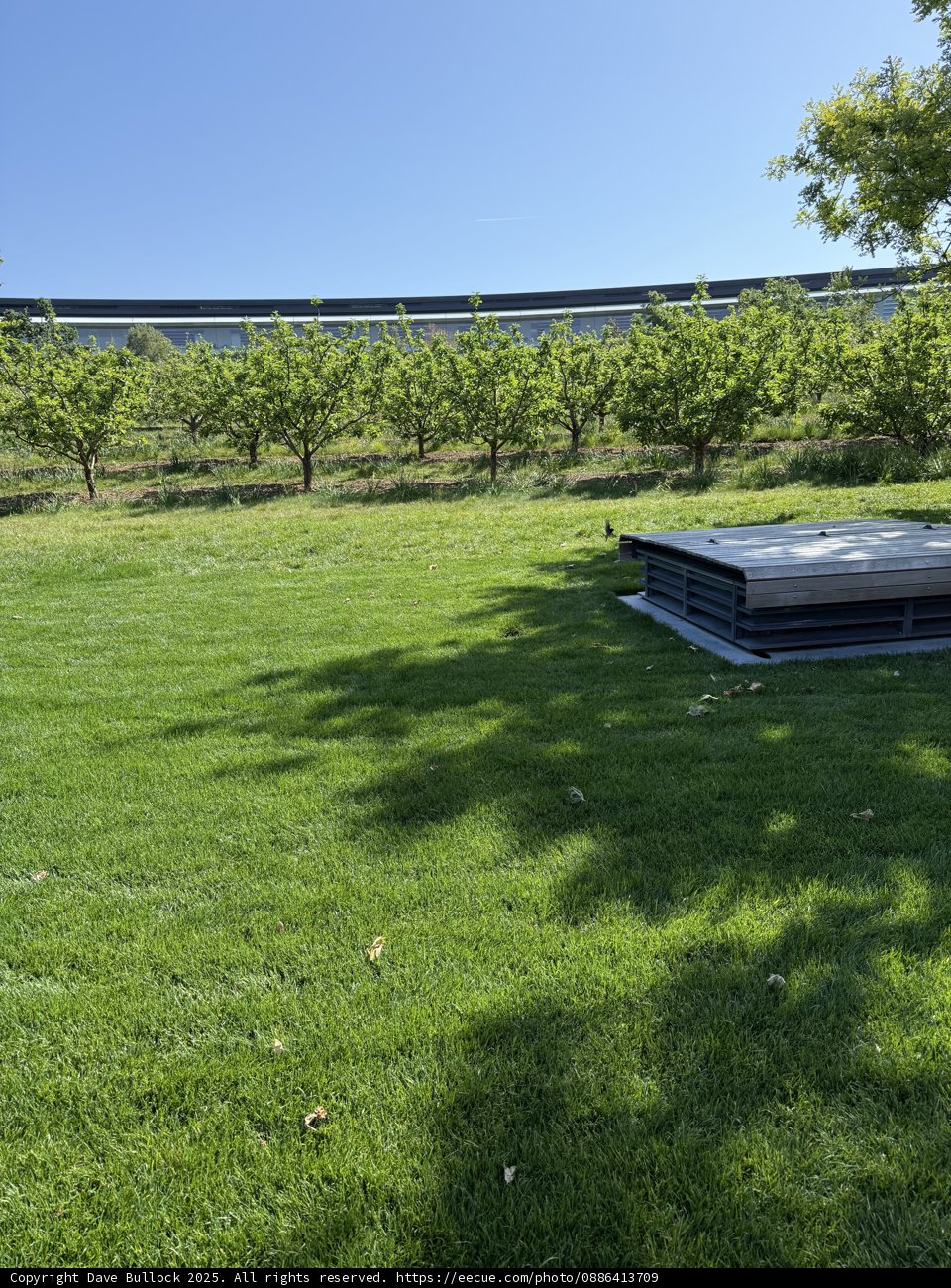 Tranquility at Apple Park