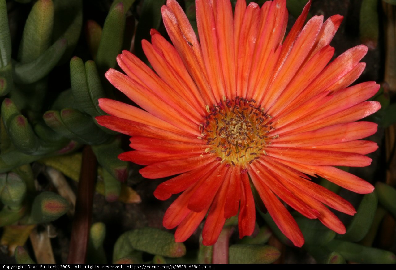 Radiant Daisy Blossom