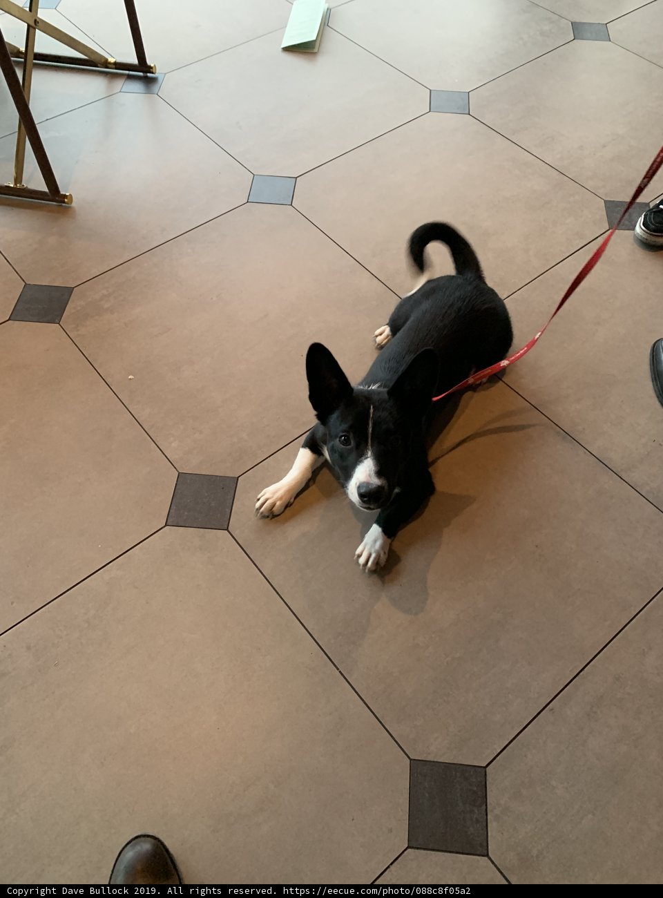 Leashed Pup