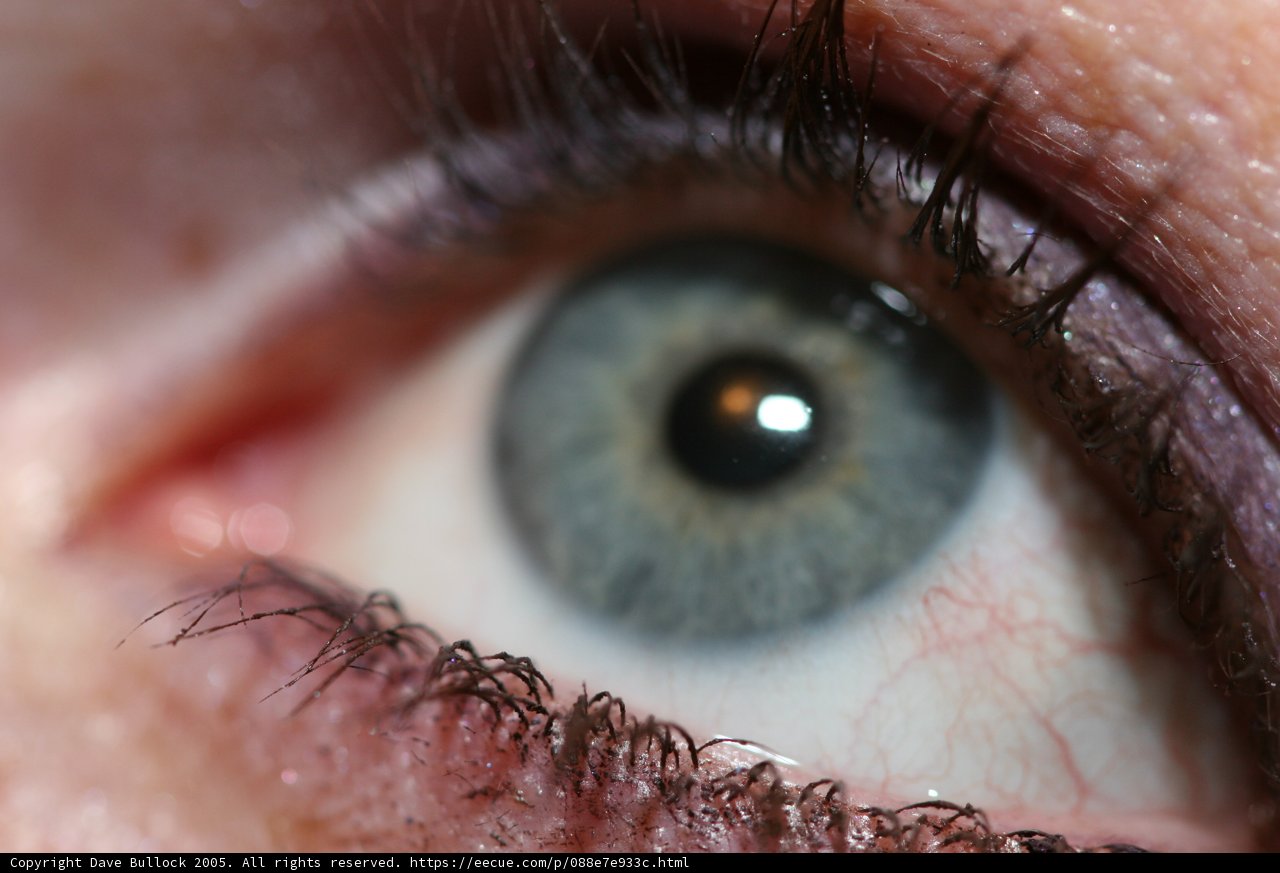 Blue-Eyed Beauty