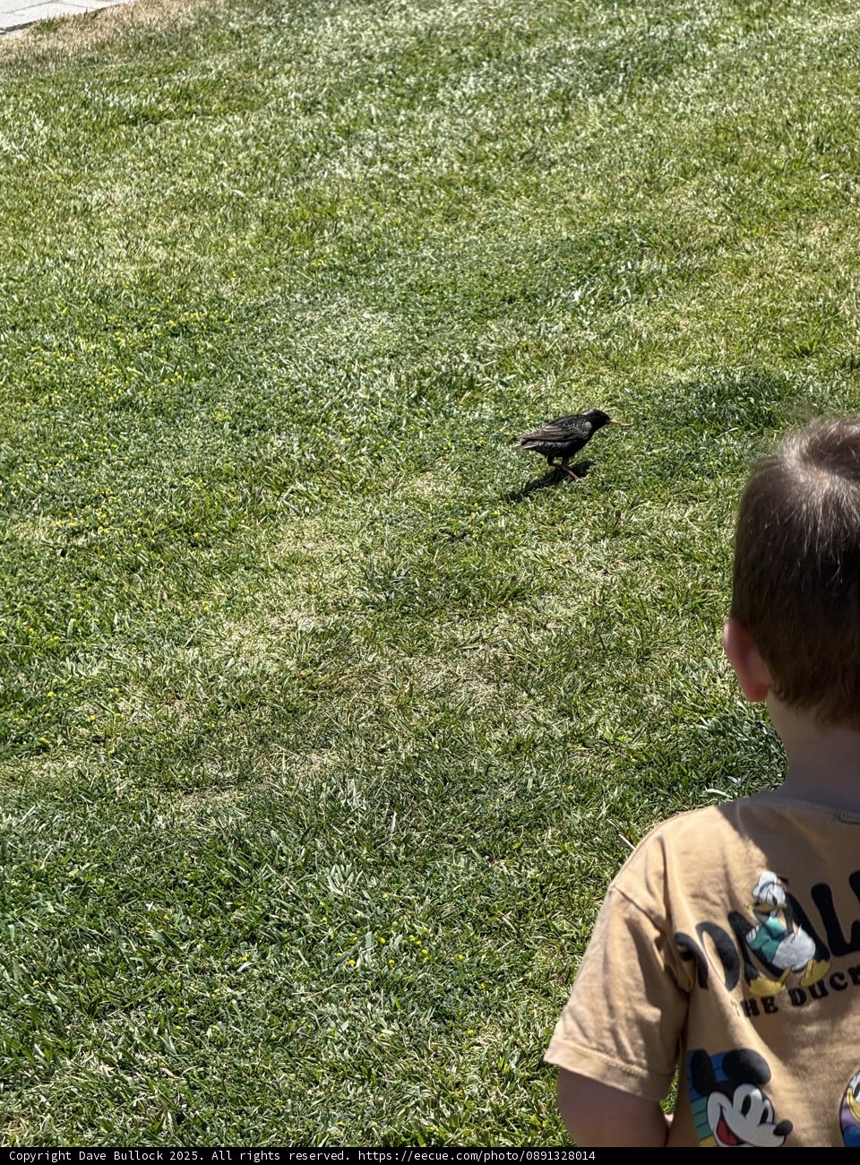 Curious Encounters