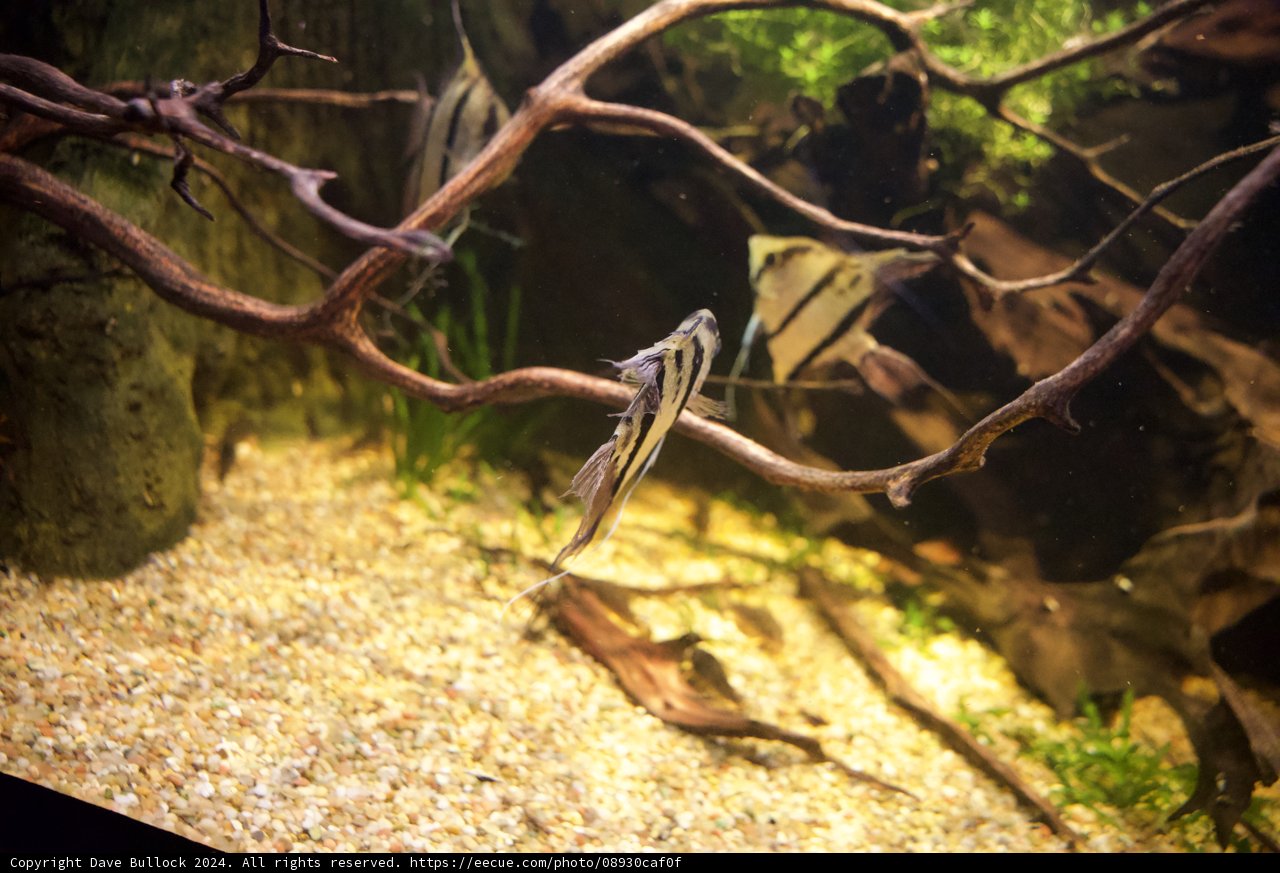 Tranquil Depths: Coho in Captivity