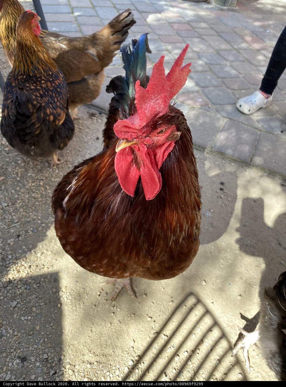 The Red-Headed Rooster