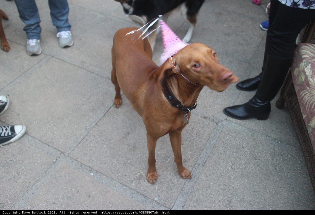 Birthday Pup on the Sidewalk