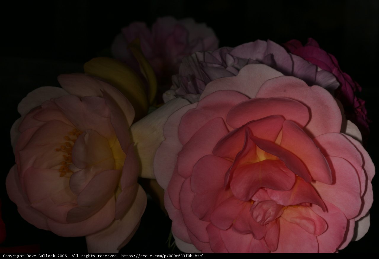 Three Pink and Yellow Roses