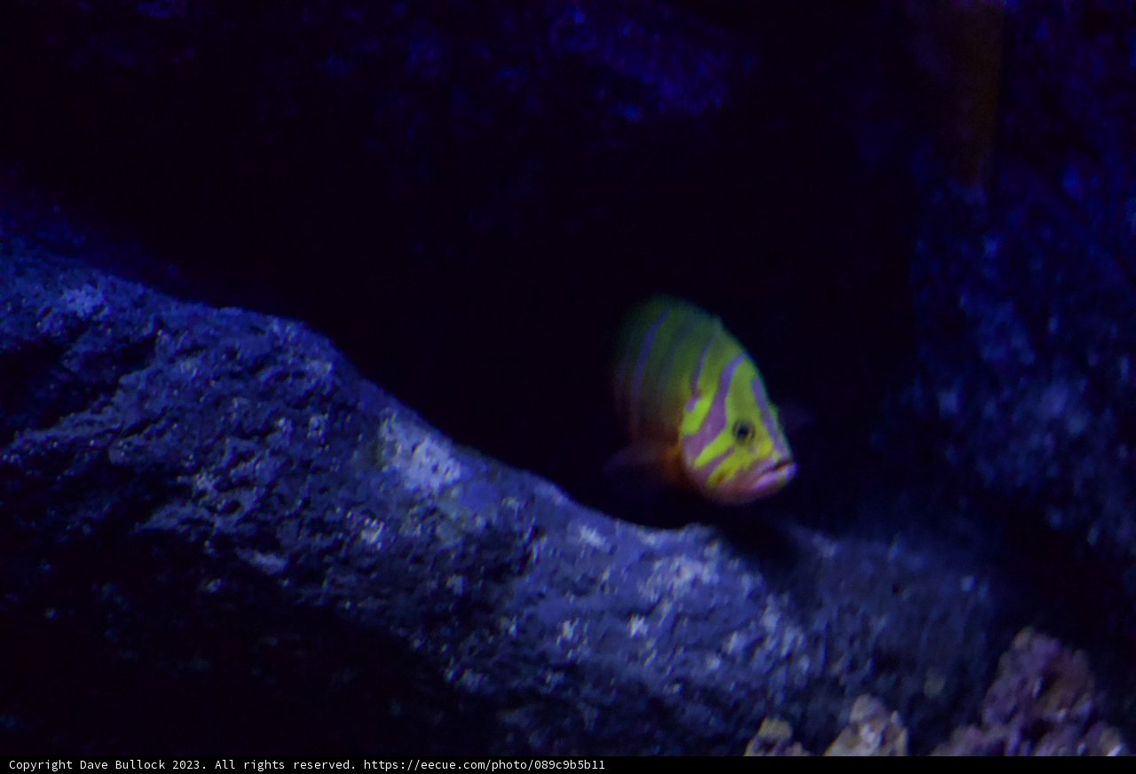 Underwater Beauty at Golden Gate Park