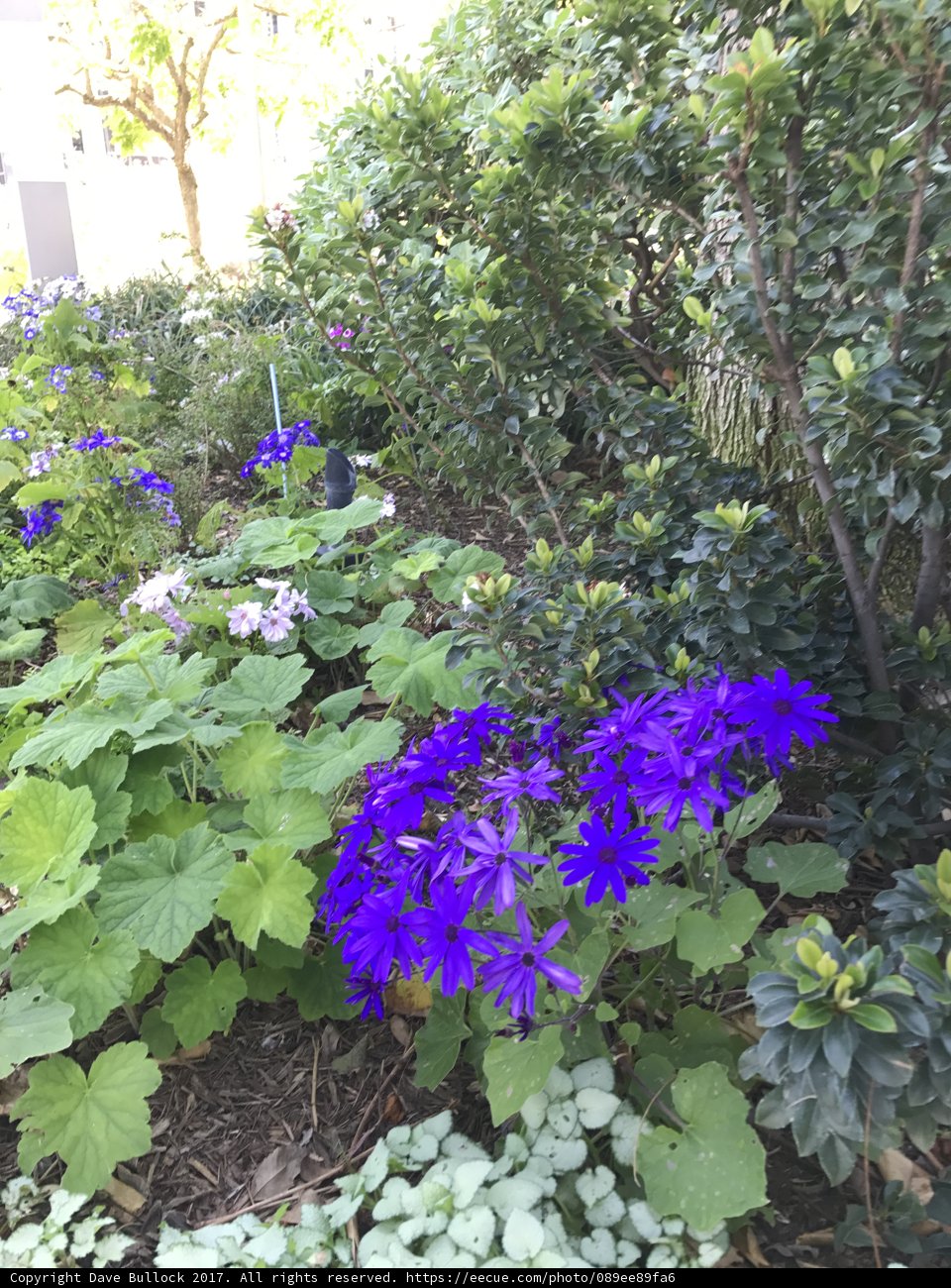 A Garden of Lush and Lavender Blooms