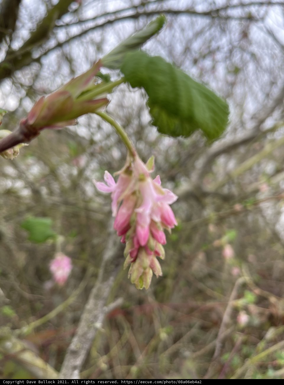 Pink Blossom on a Tree Branch