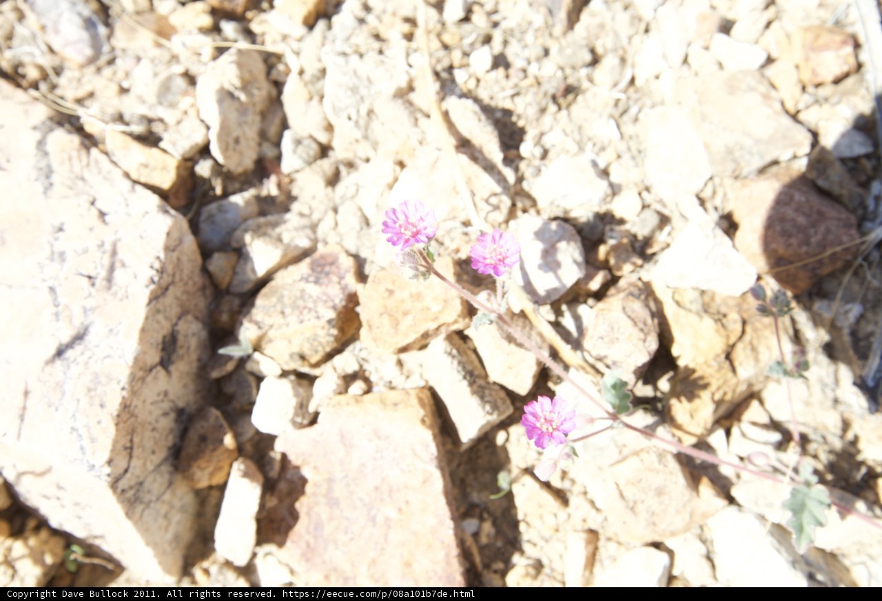 A Delicate Pink Flower Thrives in Rocky Terrain