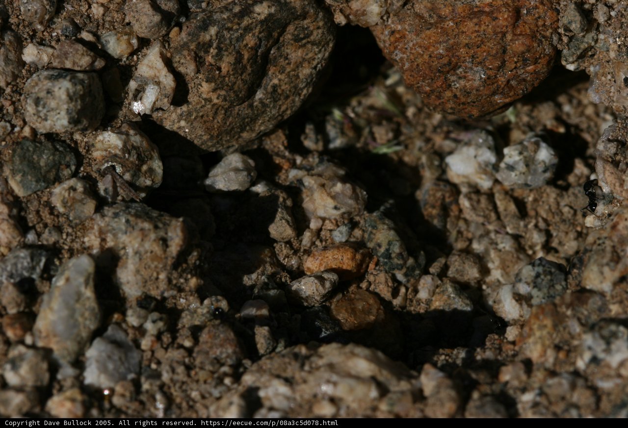Nature's Texture