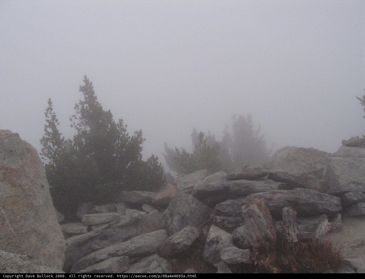 Foggy Evergreen Wilderness