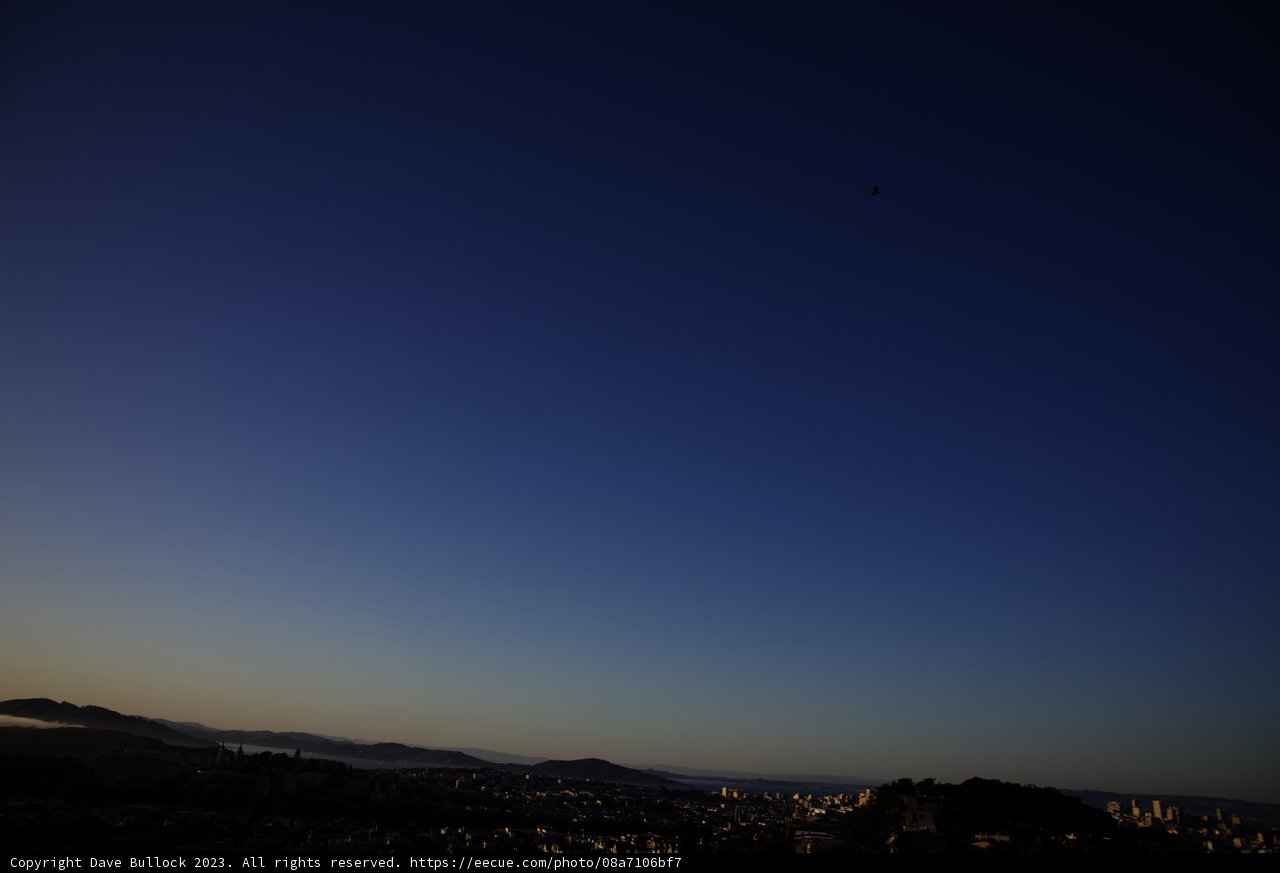 Soaring Above the Urban Jungle