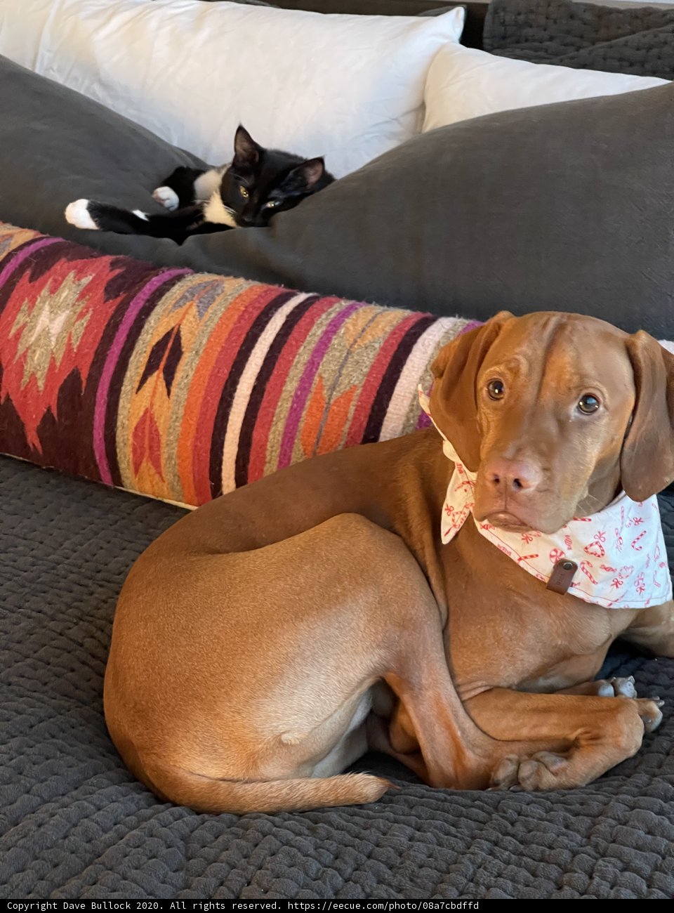 Furry Friends on the Couch