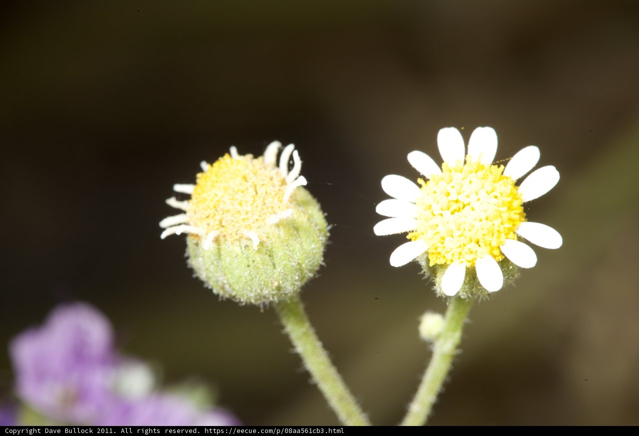 A Daisy and Geranium Pairing