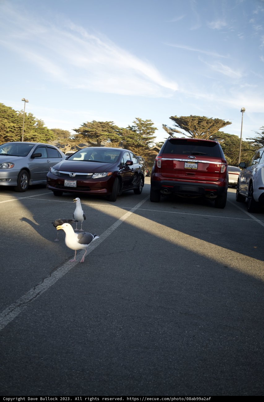 Ornithological Interlude on Urban Asphalt