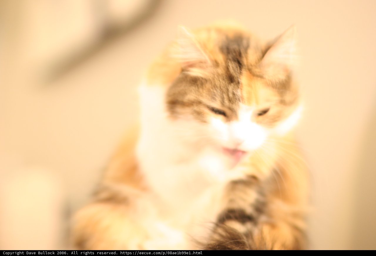 Fuzzy Feline Friend
