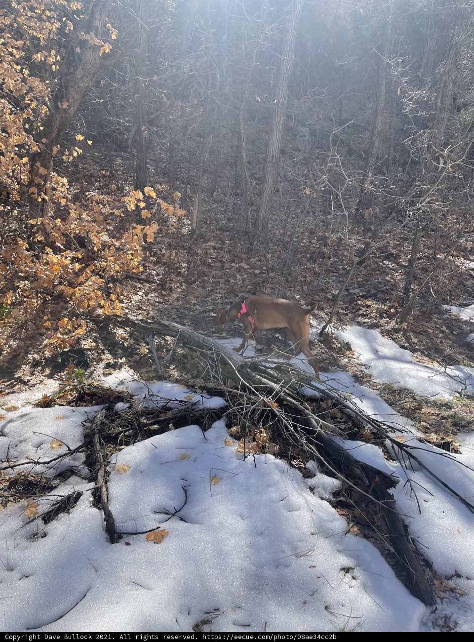 Winter Wanderer