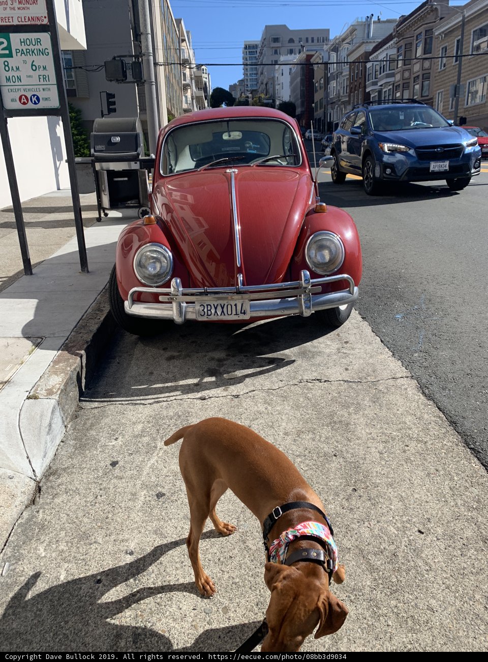 Street Pup