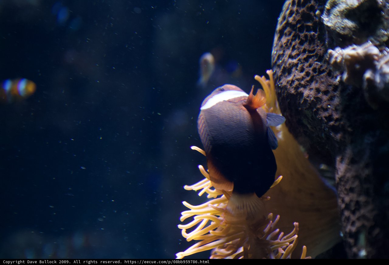 Colorful Clownfish in Coral Reef Aquarium