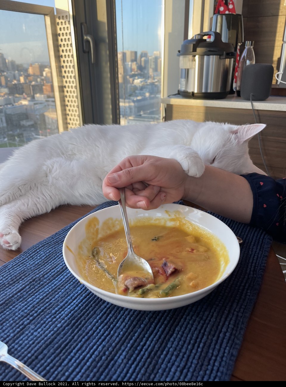 Soup and a Feline Companion